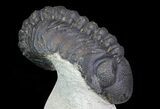 Bargain, Austerops Trilobite - Morocco #68758-3